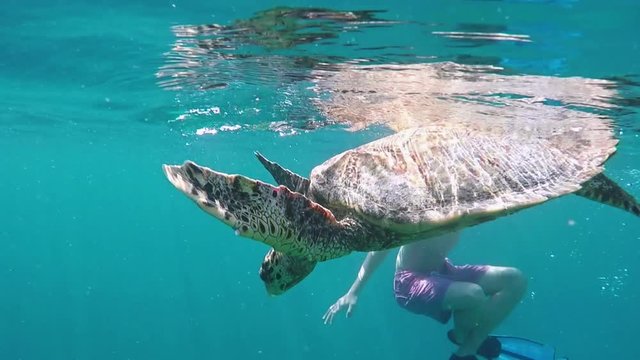 Hawksbill Sea Turtle Swimming At The Surface While Being Filmed By Divers and Tourists at Amazing Island Of Maldives