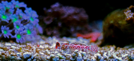 Red Scooter Dragonet mandarin fish