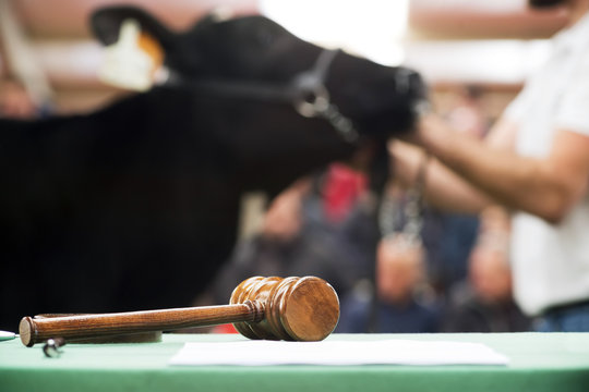 Cattle In Sale , Cows Calves  Auction