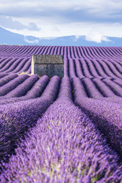 Lavender fields, Provence, France