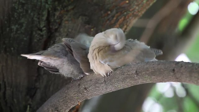 Mourning Doves (Zenaida macroura) on a linden tree branch in the nest. Grown cubs before flying from the nest
