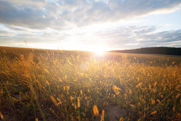 Wheat field on a sunset