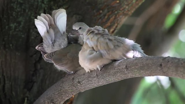 Mourning Doves (Zenaida macroura) on a linden tree branch in the nest. Grown cubs before flying from the nest