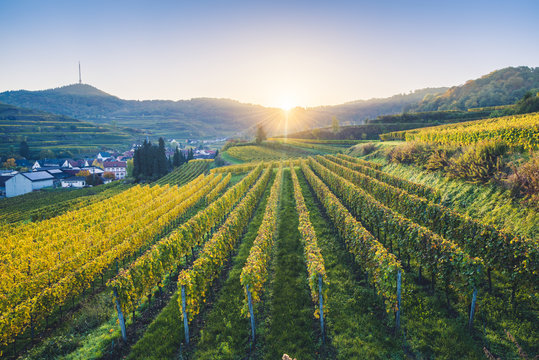 Bickensohl, Vogtsburg im Kaiserstuhl, Kaiserstuhl region, Black Forest (Schwarzwald), Breisgau-Hochschwarzwald, Baden-W&Atilde;&frac14;rttemberg, Germany. Vineyards at sunrise.