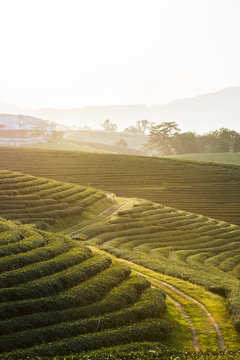 Choui Fong Tea Plantation, Mae Chan, Chiang Rai, Thailand.