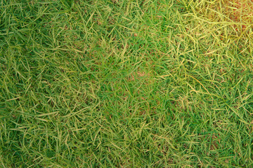 grass of yard or field for  background with sun flarre