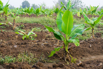 Young banana plants in rural farm in the moring,close up