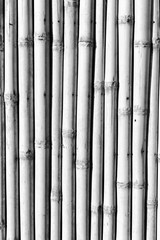 Fototapeta premium abstract texture background of the bamboo wall