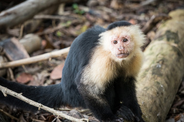 Monkey in the jungle of Costa Rica