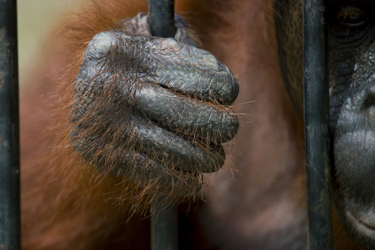 Fototapeta Orangutan hand , Animal Hand