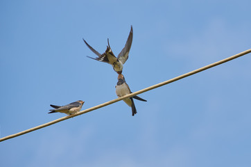 Barn swallow is feeding its nestlings sitting on the wire against the blue sky. Natural background