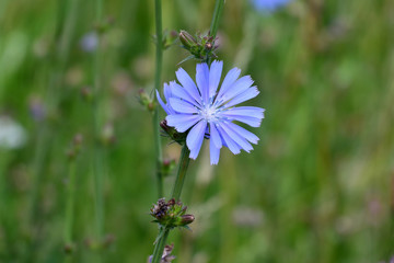 Beautiful blue flower of chicory on green grass background. Abstract floral  spring or summer nature backdrop