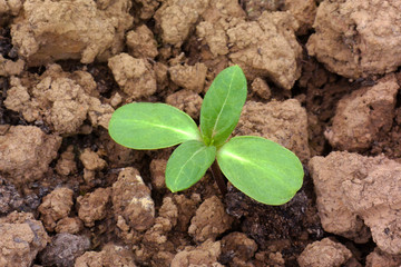 Green young seedling of plant growing out of dry unfertile soil. Small plant of sunflower with space for your text