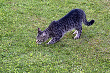 Naklejka premium Young gray domestic tabby cat walking on green grass law in summer