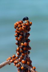 A lot of bugs on grits and drops of water are on the stick. Ladybugs (Coccinellidae) summer...