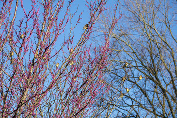 Blossoming shades of futia