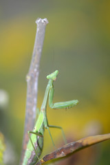 Inquisitive Mantis