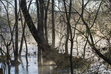 End of winter forest and river