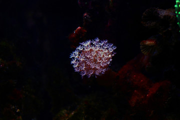 Naklejka na ściany i meble Sarcophyton leather soft coral