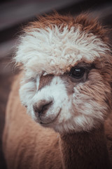 alpaca