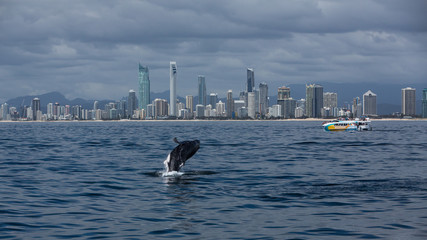 Minke whale calf jumps out of the water in front of the Gold Coast coastline