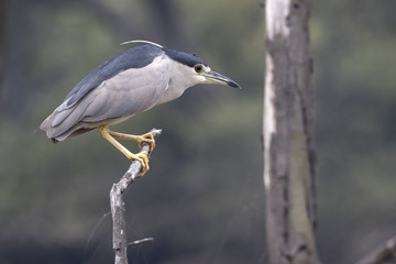 black-crowned night heron who sits on a dry branch of a tree over a small pond in anticipation of fish