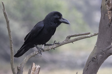 Indian jungle crow who sits on a dry branch near a small pond on a wintery overcast day