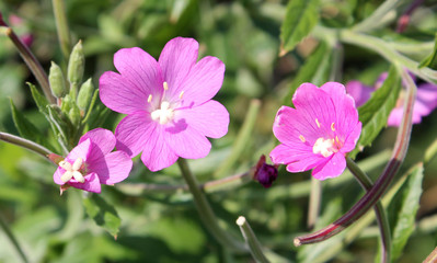 Pink flowers of Great hairy willowherb or Epilobium hirsutum close-up