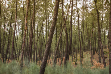 Fototapeta premium Pine tree forest in Galicia, Spain.