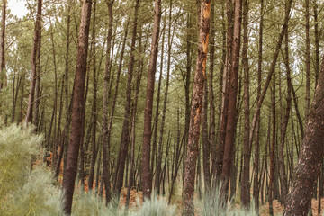 Obraz premium Pine tree forest in Galicia, Spain.