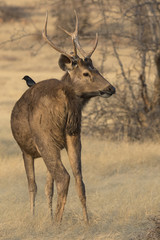 male sambar who stands on a forest glade near a small tree on a winter sunny evening
