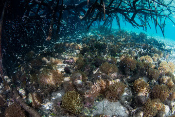Corals in Blue Water Mangrove