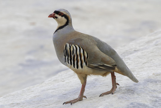 A portrait of a chukar partridge strutting around on a rock in the desert.