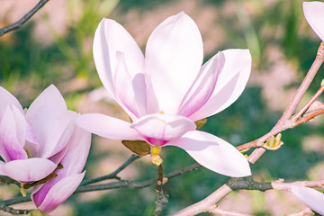 magnolia © Mariusz_arts