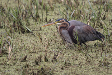 purple heron which lurked in shallow water for fishing overcast