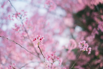 Royalty high quality free stock footage of cherry blossom sakura  (Prunus Cesacoides) in spring time.Mai Anh Dao is symbol flower in Da Lat which blooms in the first months welcome spring