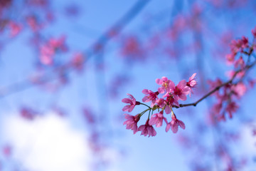 Royalty high quality free stock footage of cherry blossom sakura  (Prunus Cesacoides) in spring time.Mai Anh Dao is symbol flower in Da Lat which blooms in the first months welcome spring