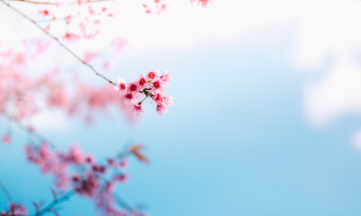 Royalty high quality free stock footage of cherry blossom sakura  (Prunus Cesacoides) in spring time.Mai Anh Dao is symbol flower in Da Lat which blooms in the first months welcome spring