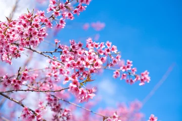 Fleecedeken met foto Royalty high quality free stock image of cherry blossom sakura (Prunus Cesacoides, Wild Himalayan Cherry) in springtime. Cherry blossom sakura (Prunus Cesacoides, Wild Himalayan Cherry) is very beauty © jangnhut