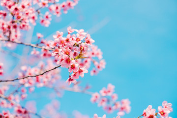 Royalty high quality free stock image of cherry blossom sakura (Prunus Cesacoides, Wild Himalayan...