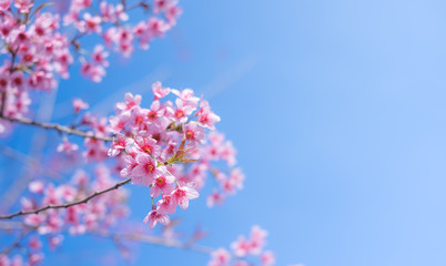 Royalty high quality free stock footage of cherry blossom sakura  (Prunus Cesacoides) in spring time.Mai Anh Dao is symbol flower in Da Lat which blooms in the first months welcome spring
