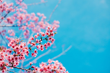 Royalty high quality free stock image of cherry blossom sakura (Prunus Cesacoides, Wild Himalayan...
