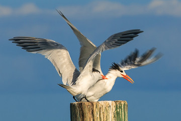 Obraz premium An aggressive seagull attacking a perfectly passive, peaceful seagull. 