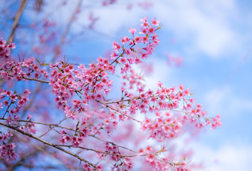 Royalty high quality free stock image of cherry blossom sakura (Prunus Cesacoides, Wild Himalayan Cherry) in springtime. Cherry blossom sakura (Prunus Cesacoides, Wild Himalayan Cherry) is very beauty