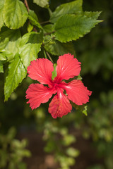 Red flower macro
