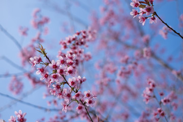 Royalty high quality free stock image of cherry blossom sakura (Prunus Cesacoides, Wild Himalayan Cherry) in springtime. Cherry blossom sakura (Prunus Cesacoides, Wild Himalayan Cherry) is very beauty