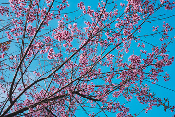 Royalty high quality free stock image of cherry blossom sakura (Prunus Cesacoides, Wild Himalayan Cherry) in springtime. Cherry blossom sakura (Prunus Cesacoides, Wild Himalayan Cherry) is very beauty