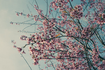 Royalty high quality free stock image of cherry blossom sakura (Prunus Cesacoides, Wild Himalayan Cherry) in springtime. Cherry blossom sakura (Prunus Cesacoides, Wild Himalayan Cherry) is very beauty