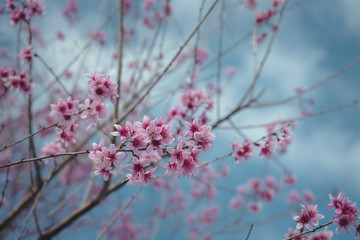 Royalty high quality free stock image of cherry blossom sakura (Prunus Cesacoides, Wild Himalayan Cherry) in springtime. Cherry blossom sakura (Prunus Cesacoides, Wild Himalayan Cherry) is very beauty