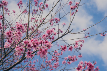Royalty high quality free stock image of cherry blossom sakura (Prunus Cesacoides, Wild Himalayan Cherry) in springtime. Cherry blossom sakura (Prunus Cesacoides, Wild Himalayan Cherry) is very beauty